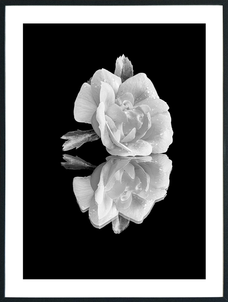 Posterworld - Motiv Wei�e Rose - 70 x 100 cm