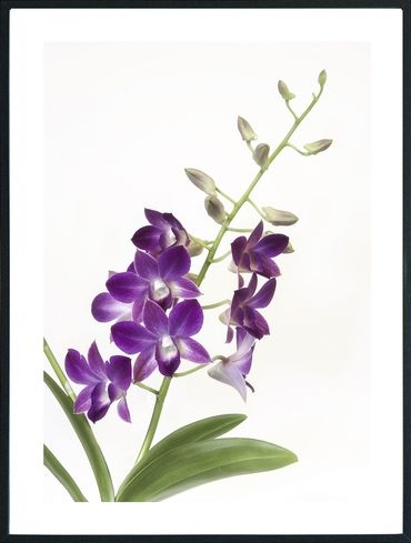 Posterworld - Motiv Orchidee - 50x70 cm