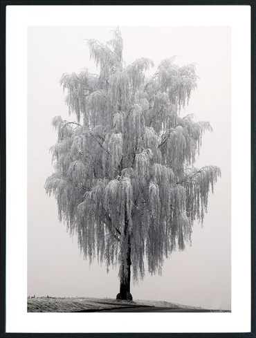 Posterworld - Motiv Frostiger Baum - 50x70 cm