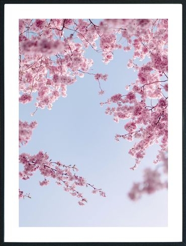 Posterworld - Motiv Blume im Himmel - 50x70 cm