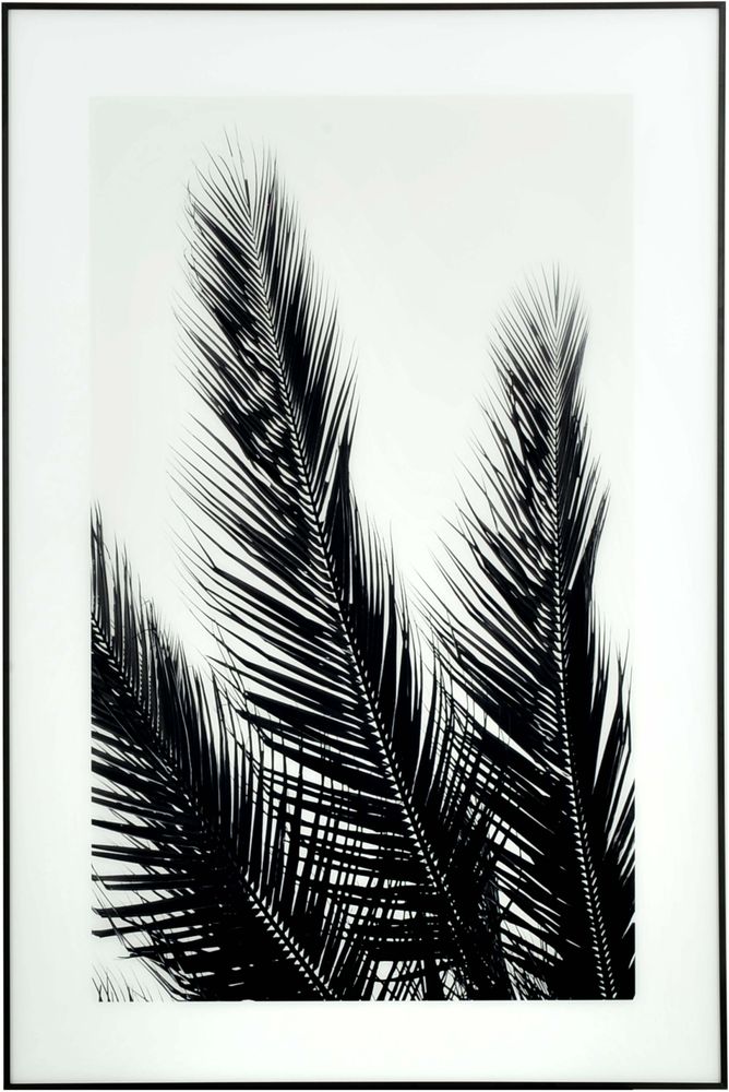 B&W Palms Bild - Schwarzer Rahmen