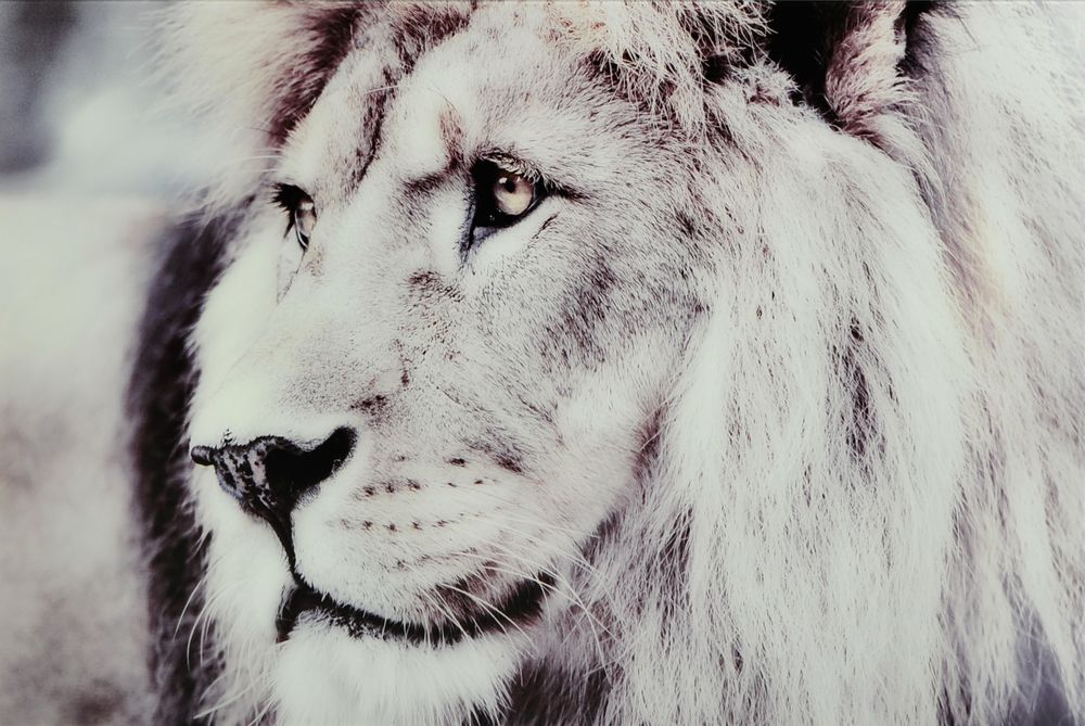 Glasmalerei - L�we 2 - 120x80 cm