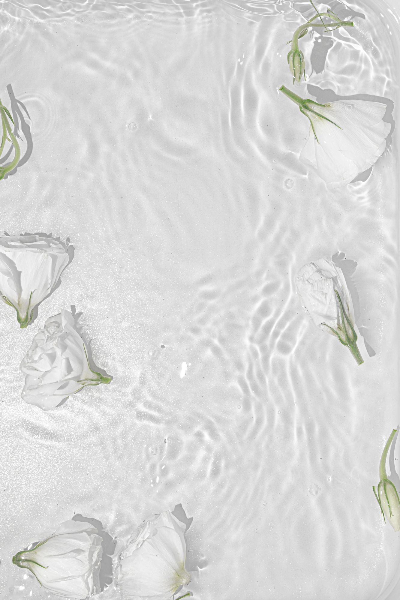 Poster - Wei�e Rosen