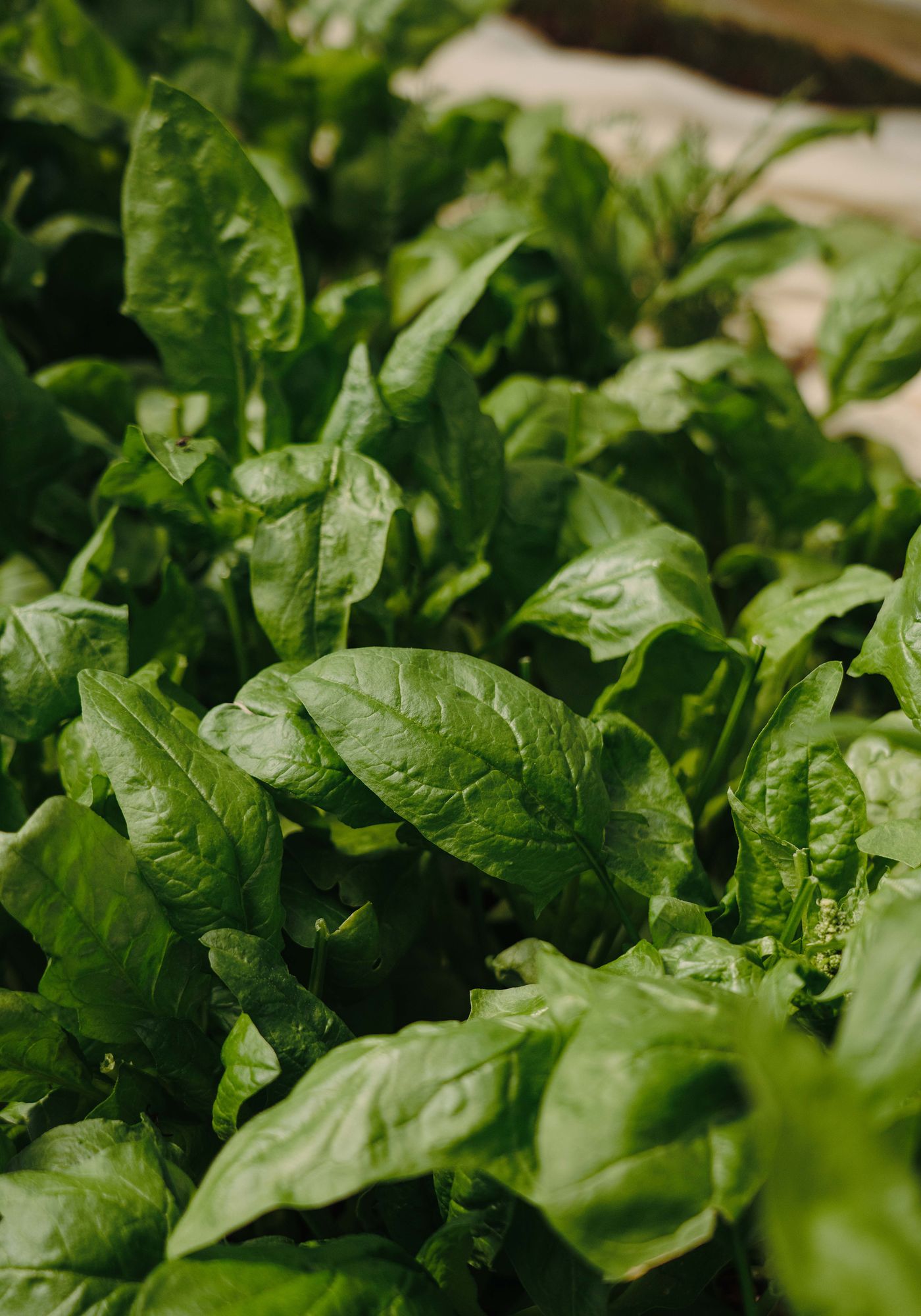 Poster - Gr�nes Blatt