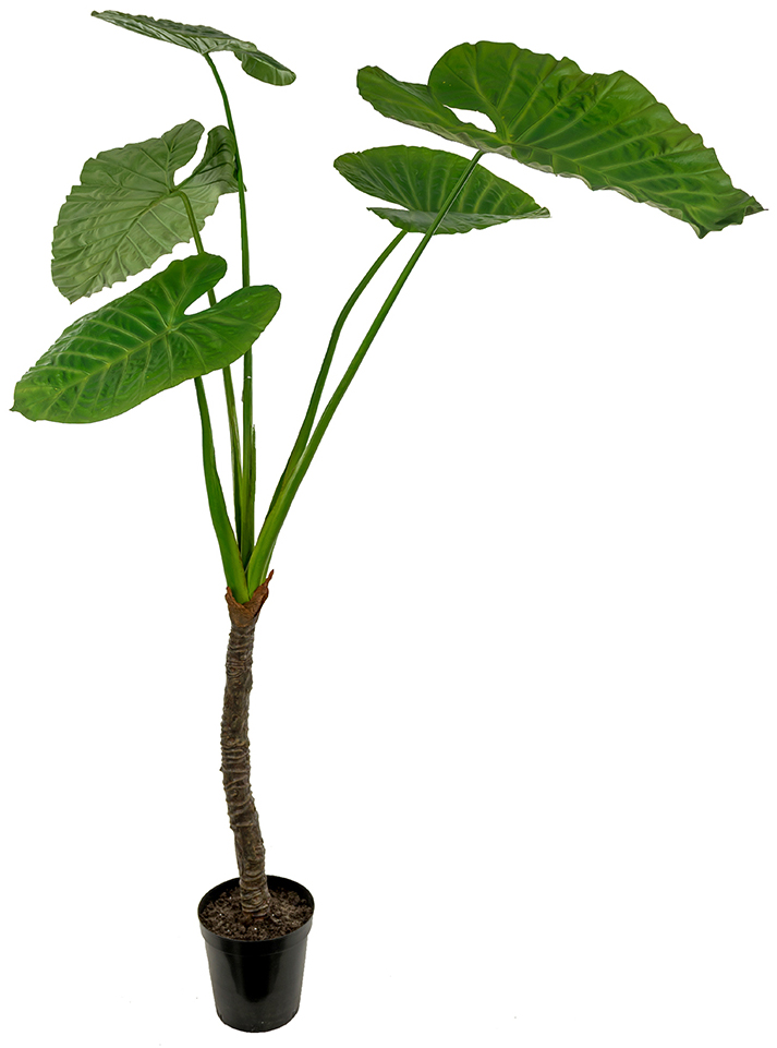 Alocasia k�nstliche Pflanze