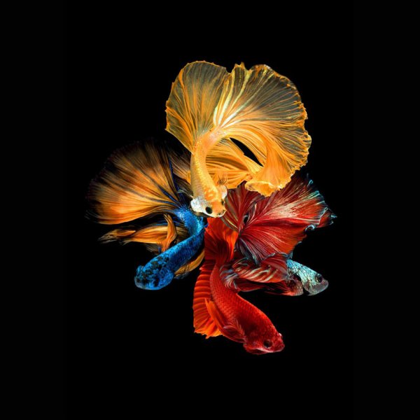 Glasmalerei Fische Nr 2 - 80x80 cm