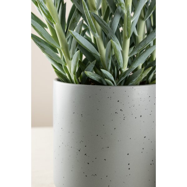 Sane Topf 18 x 17 cm - Dunkelgrau/Schwarz Sane Topf 18 x 17 cm - Dunkelgrau/Schwarz