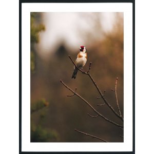 Posterworld - Motiv Vogel - 70 x 100 cm