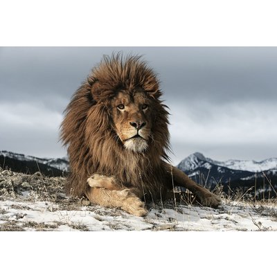 Glasbild Lion - 120x80 cm