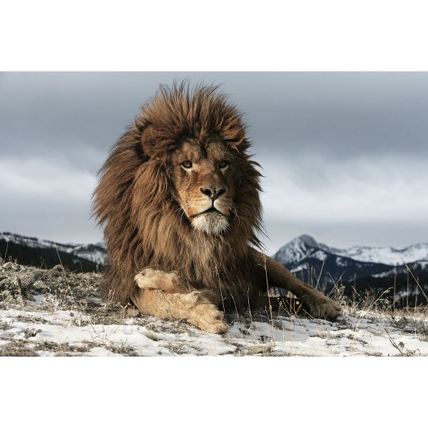 Glasbild Lion - 120x80 cm