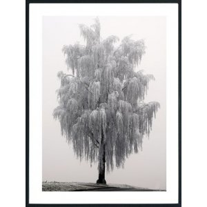 Posterworld - Motiv Frostiger Baum - 70x100 cm