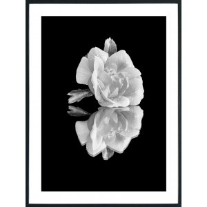 Posterworld - Motiv Weiße Rose - 50 x 70 cm