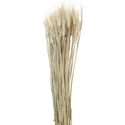 Knstliche Pflanze aus getrocknetem Weizen - Beige