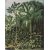 Botanische Mtze 100 x 127 cm - Grn