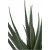 Kunstpflanze Aloe Vera - H: 51 cm - Grn