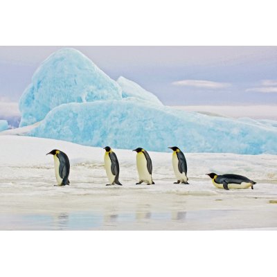 Glasmalerei - Pinguine - 120x80 cm