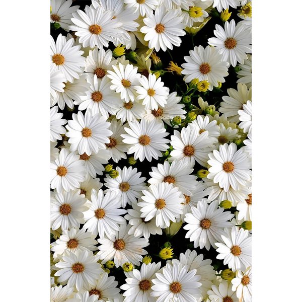 Hermitage 521 Teppich Hermitage 521 Teppich